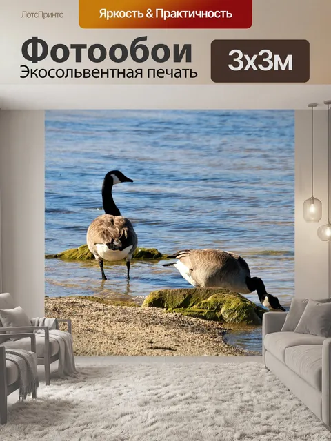 Фотообои Два канадских гуся у Уотерс-Эдж
