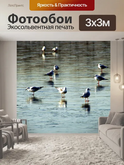 Фотообои Птицы чайки летающие фото