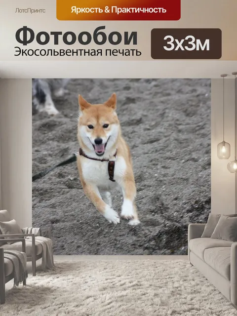 Фотообои Собака