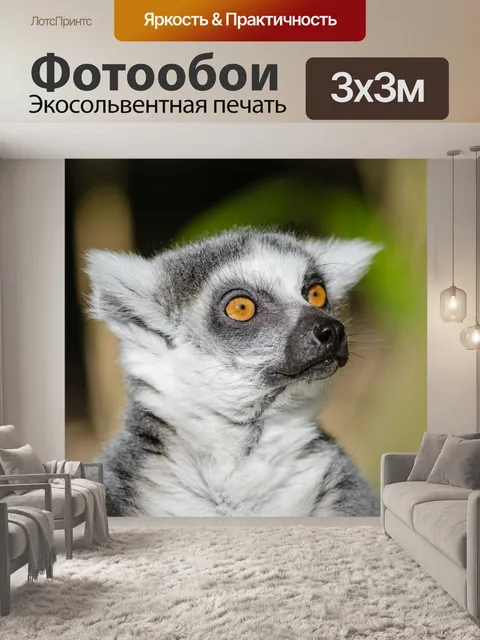 Фотообои Симпатичные лемур Мадагаскара