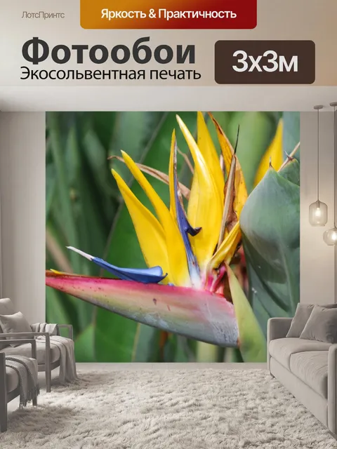 Фотообои Райская птица