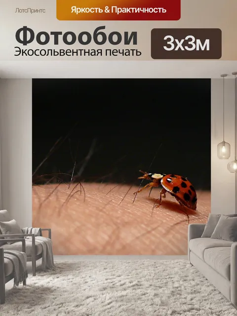 Фотообои Божья коровка