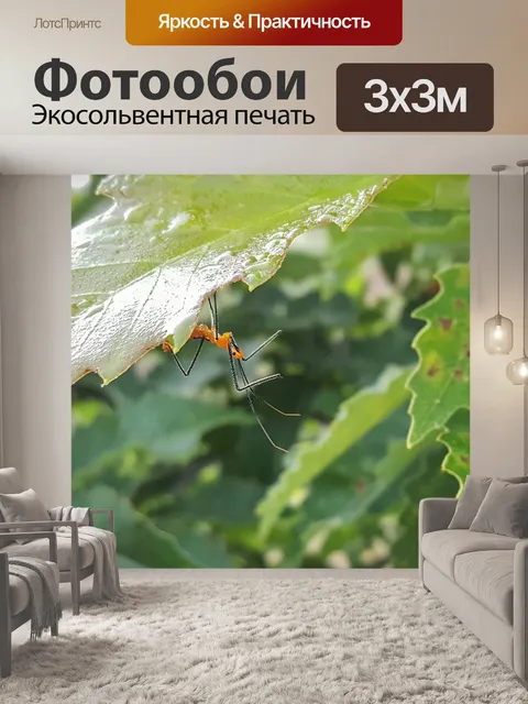 Фотообои Нимфа-убийца