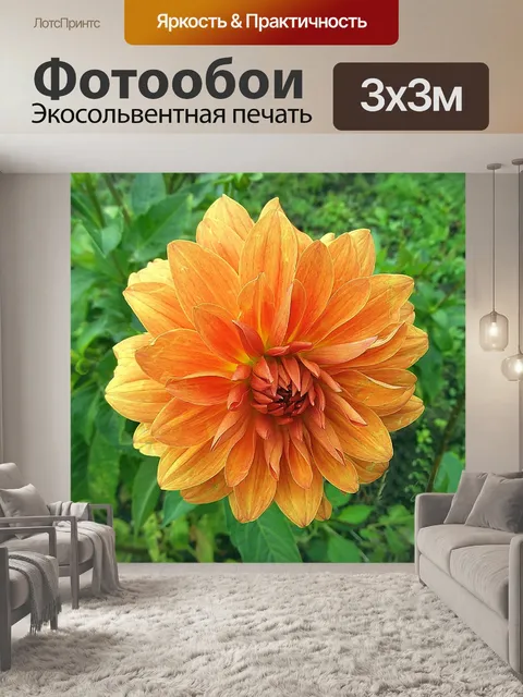 Фотообои Георгин
