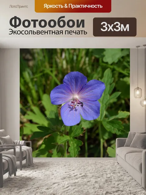Фотообои Герань