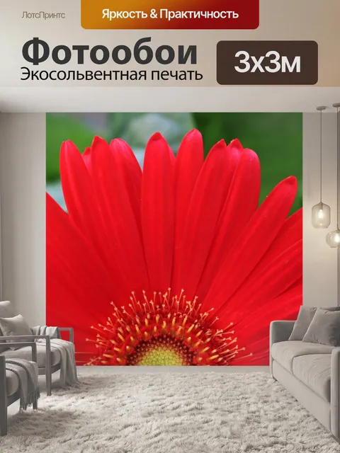 Фотообои Красная гербера Дейзи