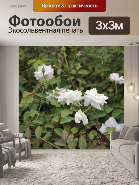 Фотообои Белые розы