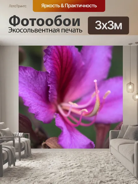 Фотообои Розовый цветок крупным планом
