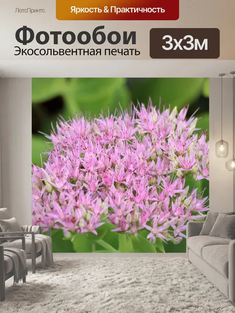 Фотообои Розовый Sedum крупным планом