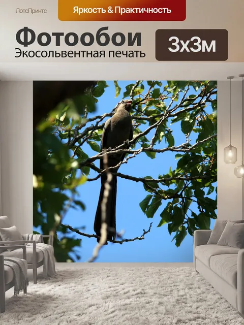 Фотообои Longtailed птицы-мыши