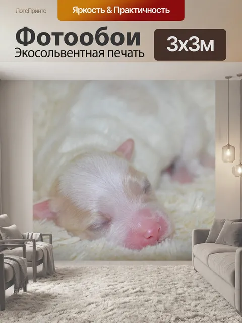Фотообои Щенок