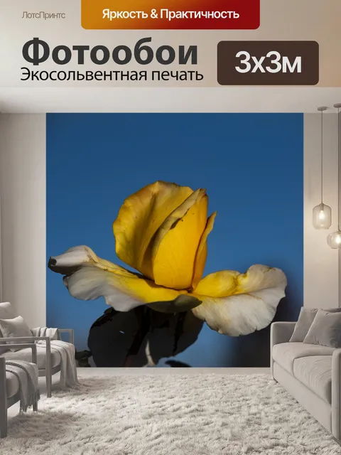 Фотообои Желтая роза для дружбы