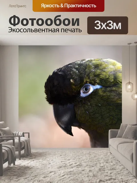Фотообои Попугай