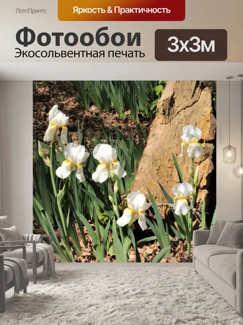 Фотообои Белая бородатая ириса в саду