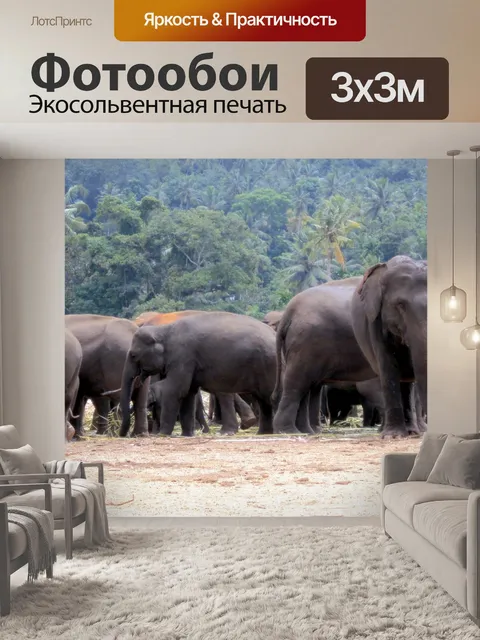 Фотообои Слон детского Шри-Ланке
