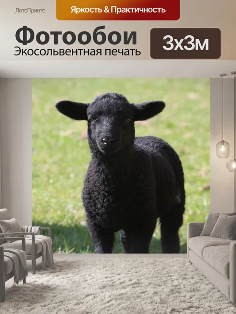 Фотообои Ягненок