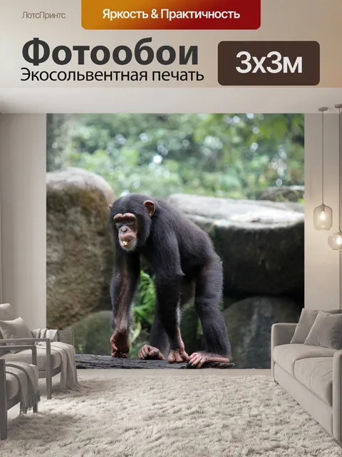 Фотообои Шимпанзе ребенка ходьбе