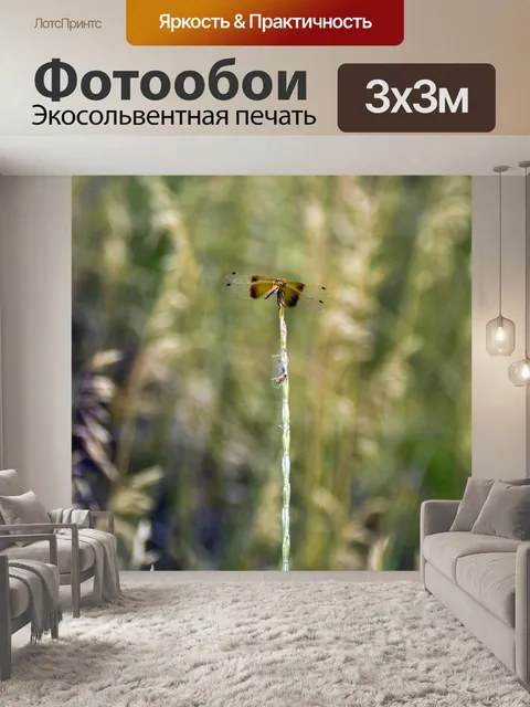 Фотообои стрекоза