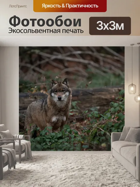 Фотообои Волк