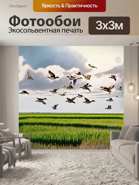 Фотообои утки, свободно летающие над живописным рисовым полем, где зеленые стебли будто покачиваются под легким…