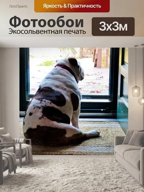 Фотообои Бульдог в ожидании у двери