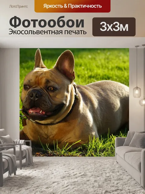 Фотообои Французский бульдог