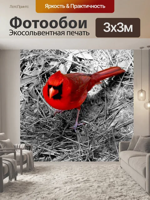 Фотообои Кардинал