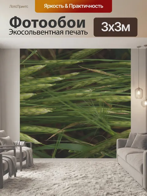 Фотообои Зеленая пшеница горизонтальная