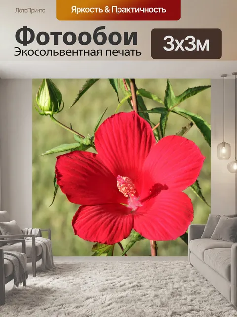 Фотообои Красный гибискус и бутон