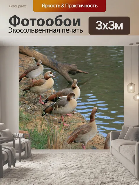 Фотообои египетские гуси подряд