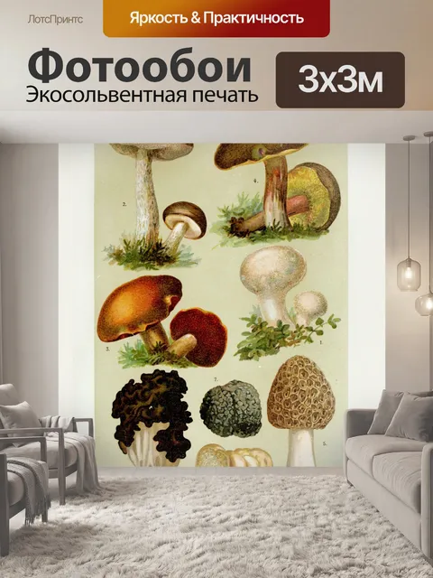 Фотообои Грибы век винтаж старый
