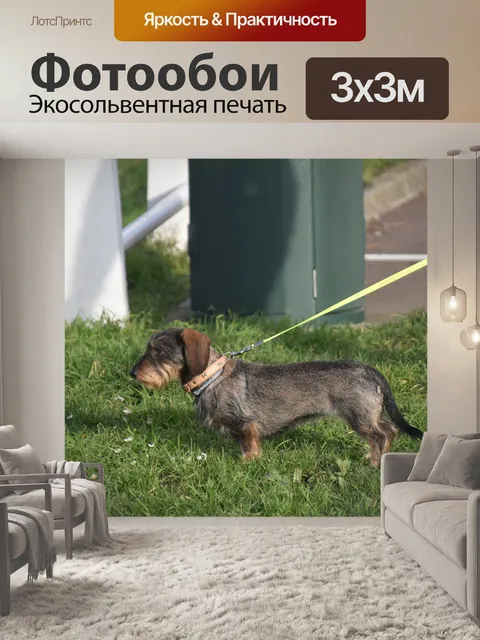 Фотообои Собака