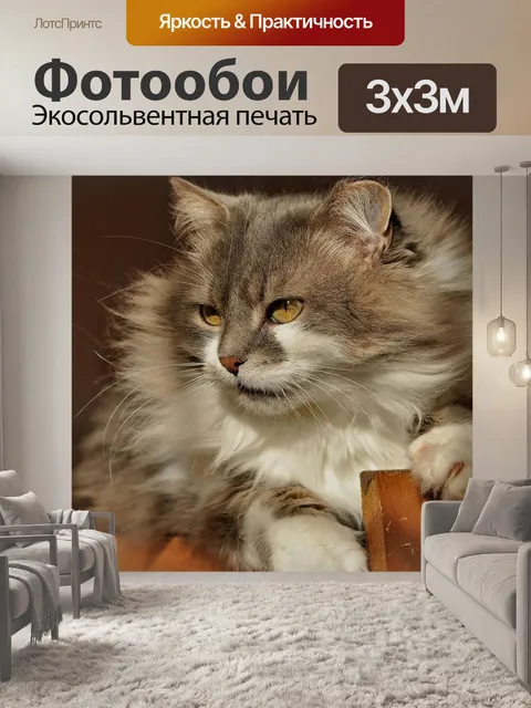 Фотообои Кот