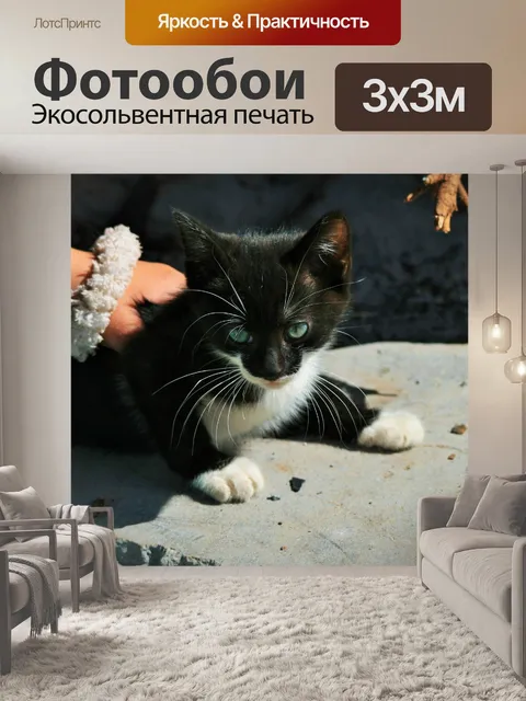 Фотообои черно-белый котенок