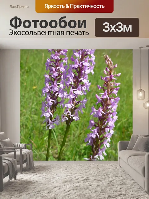 Фотообои Корень комара