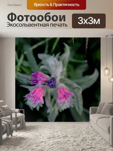 Фотообои Покрытый росой цветок сверху