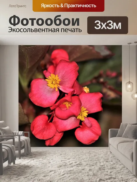 Фотообои Розовая бегония Цветы крупным планом