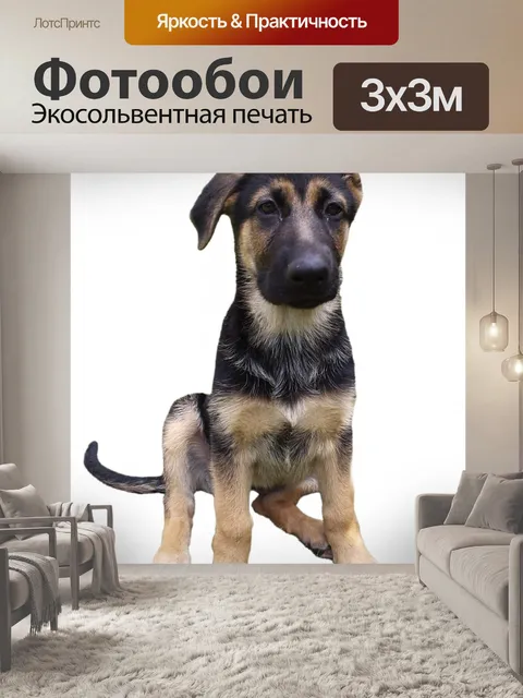 Фотообои Щенок собака на белом