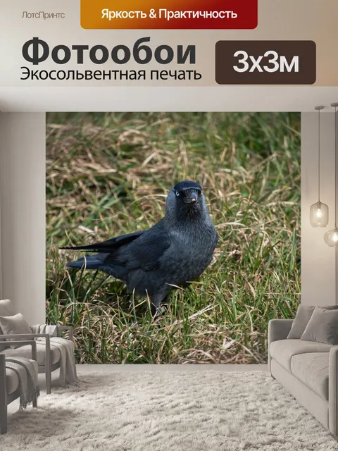 Фотообои Галка, черная птица