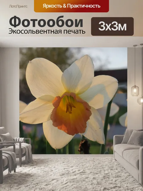 Фотообои Нарцисс Весенние цветы