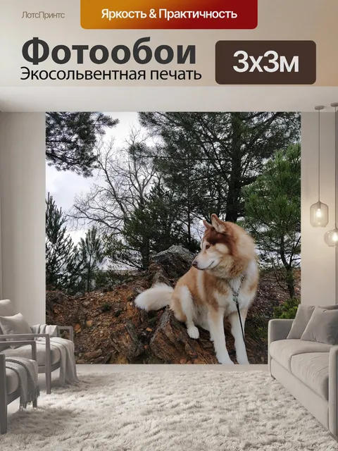 Фотообои Сибирский хаски