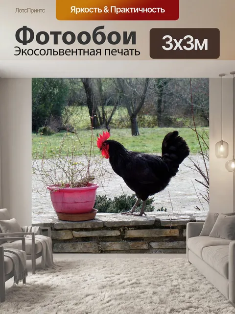 Фотообои Петух
