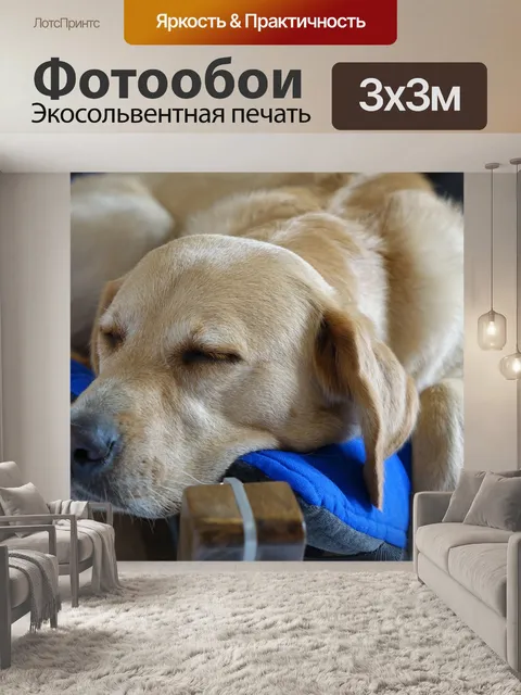 Фотообои Собака