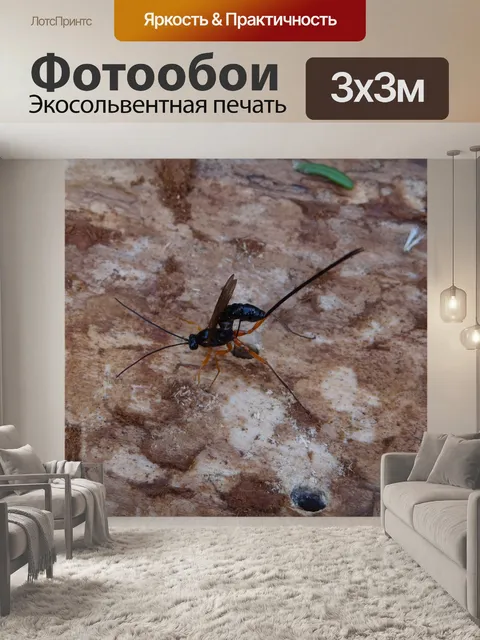 Фотообои Наездник