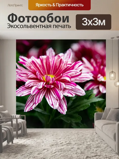 Фотообои Хризантемы, цветы, флора
