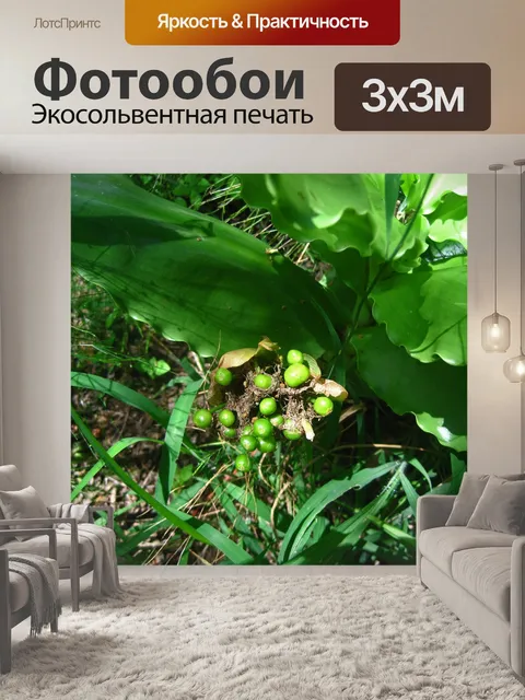 Фотообои гроздь семян на загнившем цветке