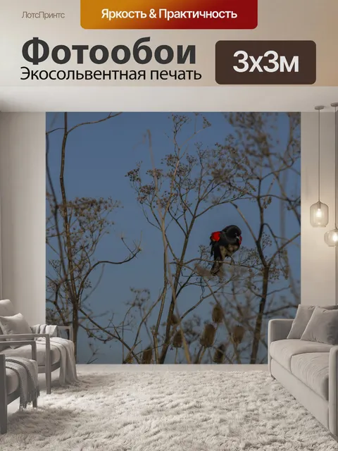Фотообои Красный плечо черный дрозд
