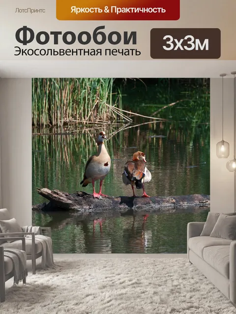 Фотообои пара египетских гусей на пне