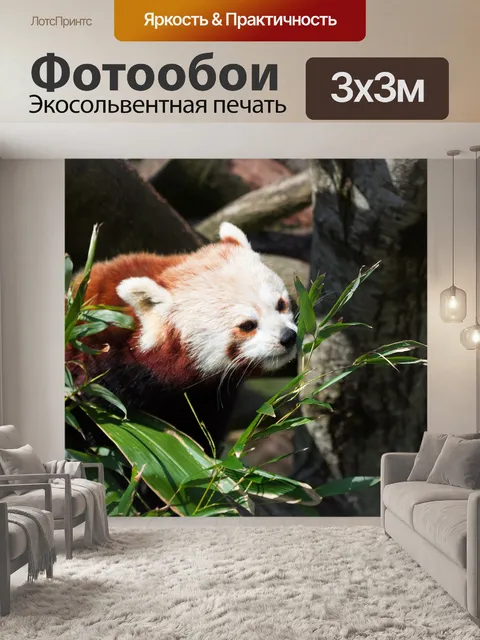 Фотообои Красная панда