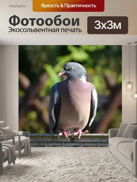 Фотообои Голубь